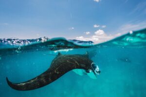 Snorkeling at Manta Bay Nusa Penida Bali