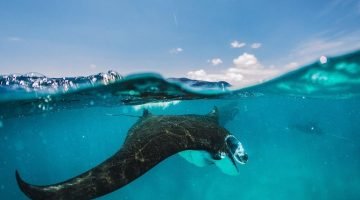 Snorkeling at Manta Bay Nusa Penida Bali